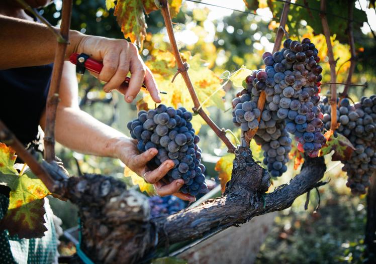Wine harvest