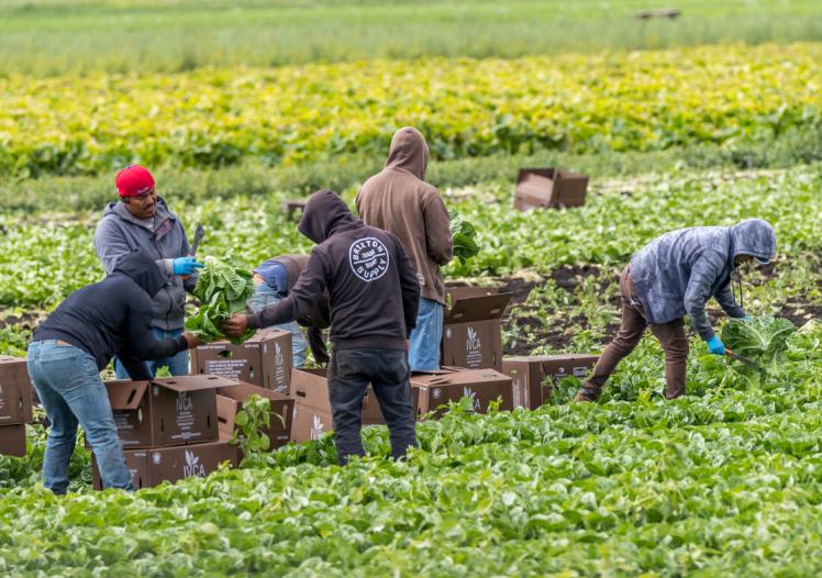 Migrant farm workers