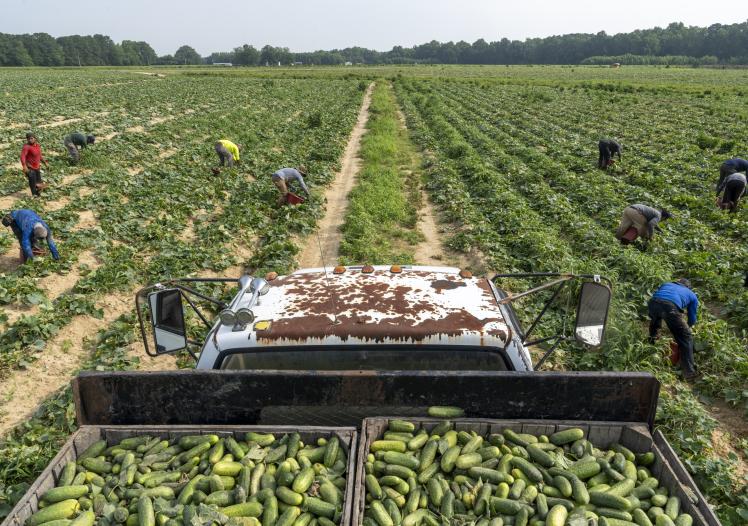 Seasonal Farm Workers