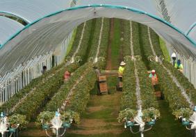 Workers picking Raspberry fruit in a farm in Tasmania