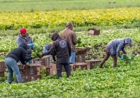 Migrant farm workers