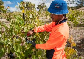 Vineyard worker 