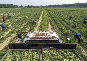Seasonal Farm Workers