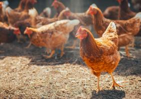 Red chicken walking in paddock at farm