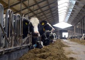 Dairy farm