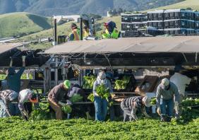 Central California Lettuce Harvest 