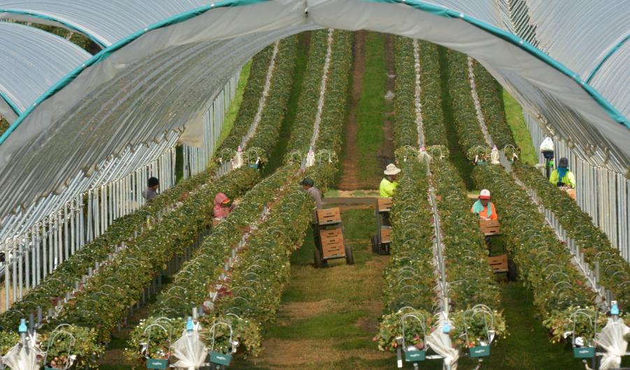 Workers picking Raspberry fruit in a farm in Tasmania