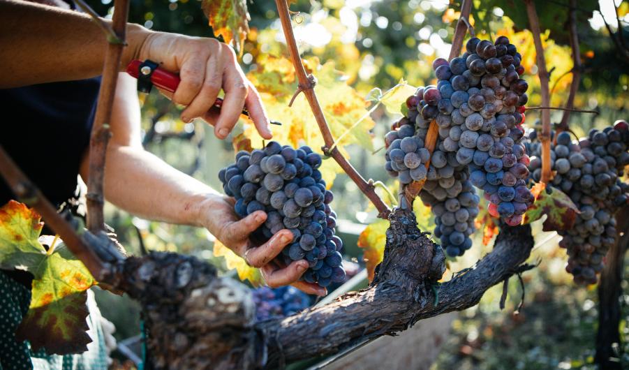 Wine harvest