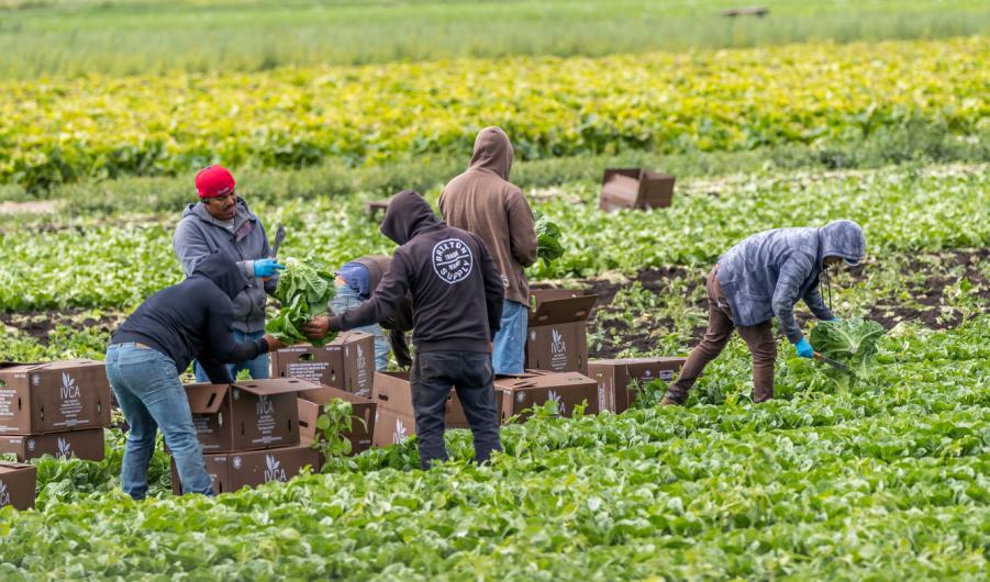 Migrant farm workers