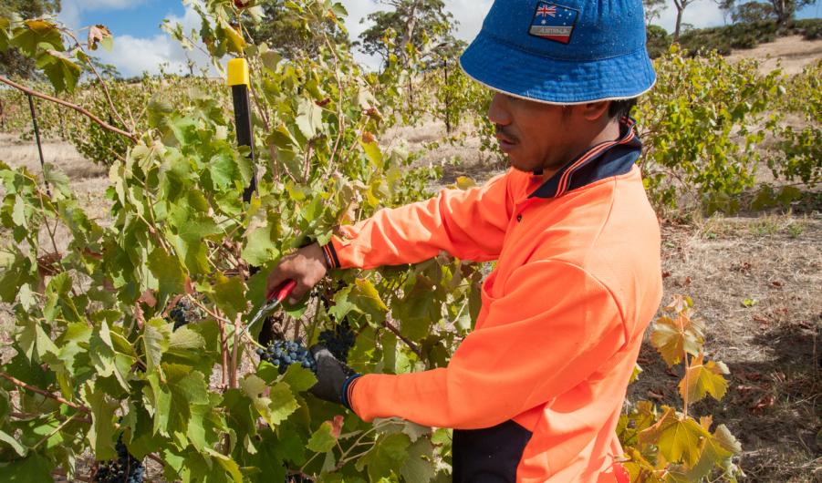 Vineyard worker 