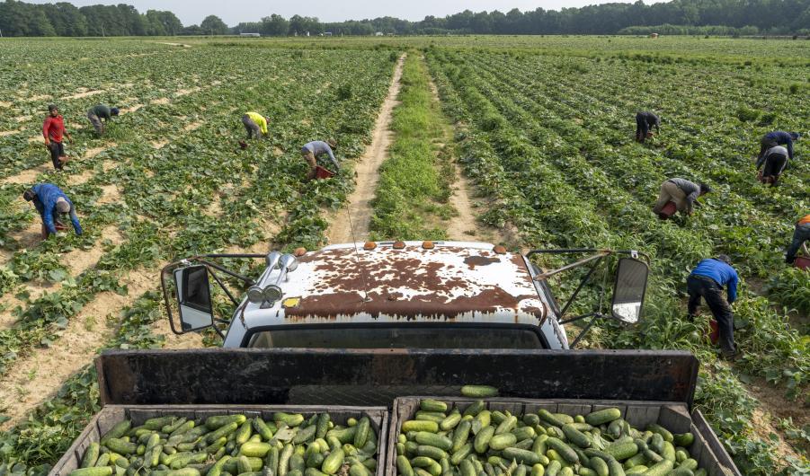 Seasonal Farm Workers