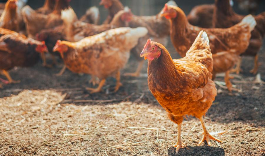 Red chicken walking in paddock at farm