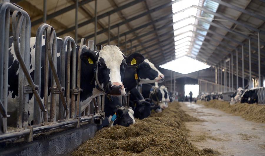 Dairy farm