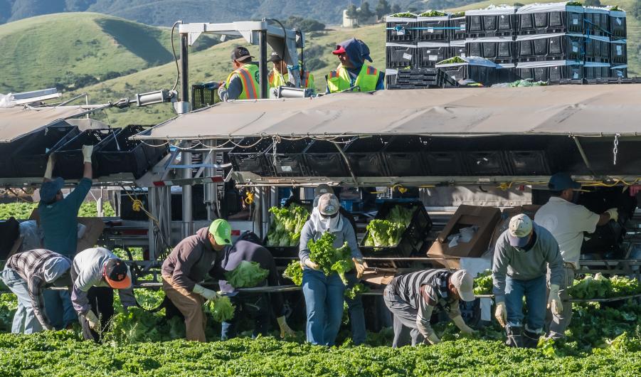 Central California Lettuce Harvest 